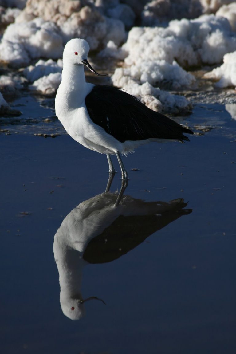 Laguna De Pozuelos El Maravilloso Hábitat De Los Flamencos En Jujuy Viví Jujuy 2270